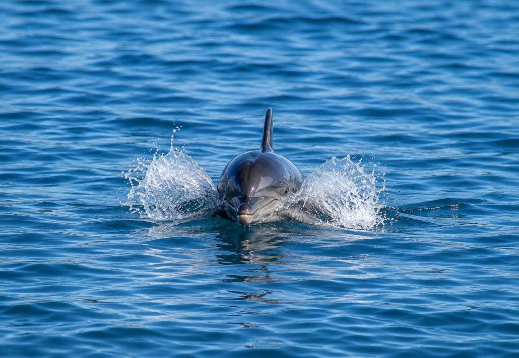 Dolphin Watching Pula Dolphin Watching in Pula near Brijuni National Park